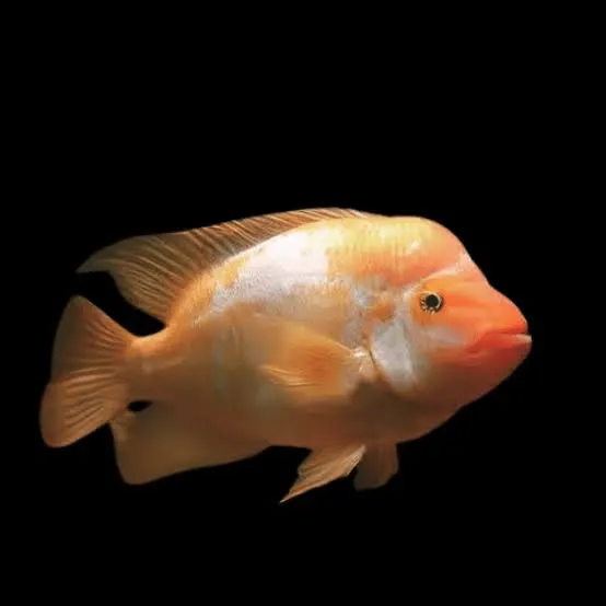 Red Devil Cichlid (Amphilophus labiatus) - En Renkli Balık Türü